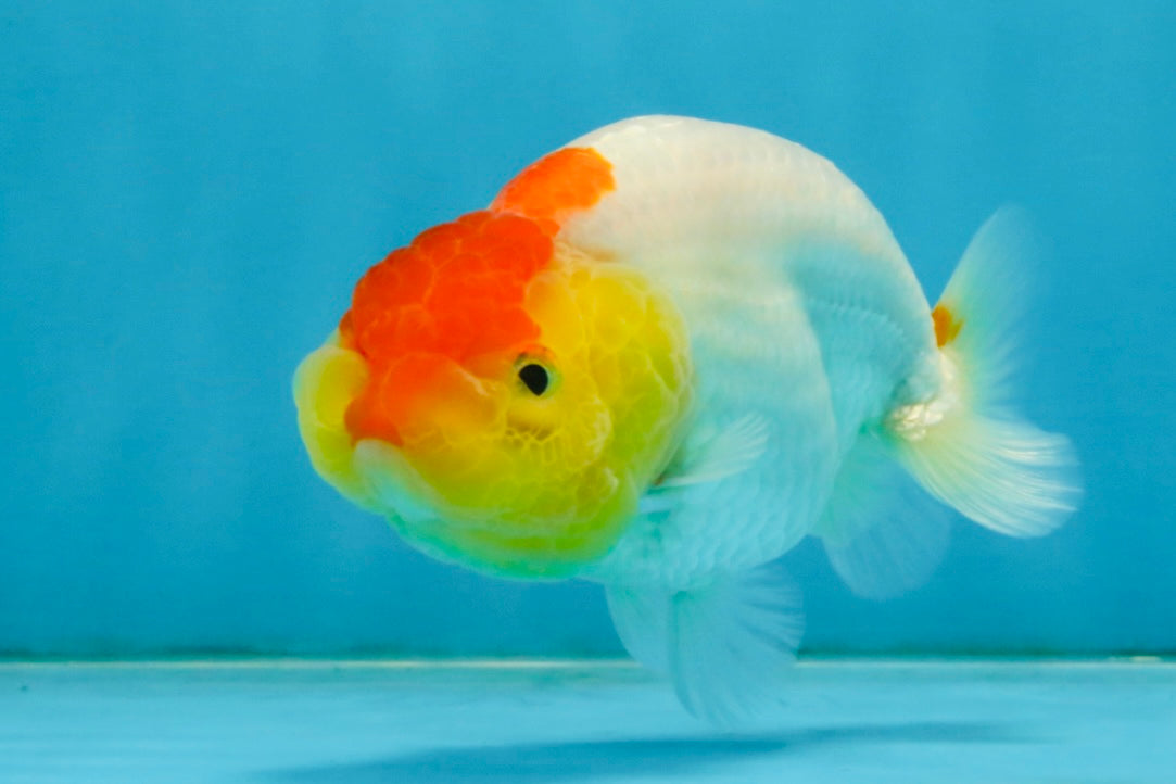 SUPER CUTE A Grade Red White LionQueen 4 inches #121225LC_08