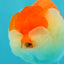 FLUFFY WEN A Grade Red White LionQueen Female 5 inches #051526LC_14