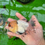 AAA Grade Tricolor Oranda Male 4.5-5 inches #0830OR_18