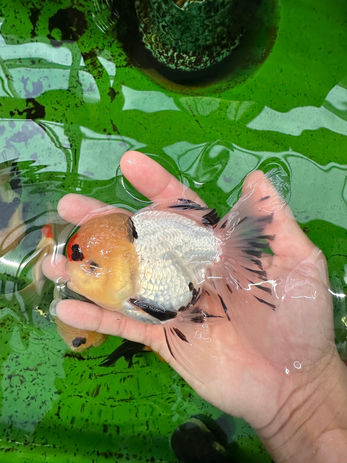 AAA Grade Tricolor Oranda Male 4.5-5 inches #0830OR_18