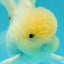 BEAUTY A Grade White Sakura Oranda Male 5.5 inches #050126OR_09