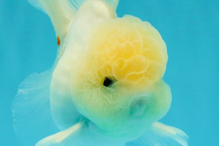 BEAUTY A Grade White Sakura Oranda Male 5.5 inches #050126OR_09