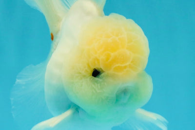 BEAUTY A Grade White Sakura Oranda Male 5.5 inches #050126OR_09