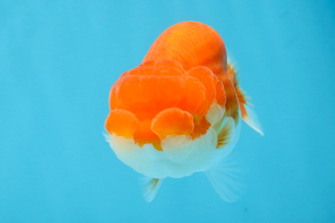 A Grade Red White LionQueen 4 inches #112125LC_12