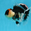 AAA Grade Tricolor Oranda Male 5 inches #0830OR_26