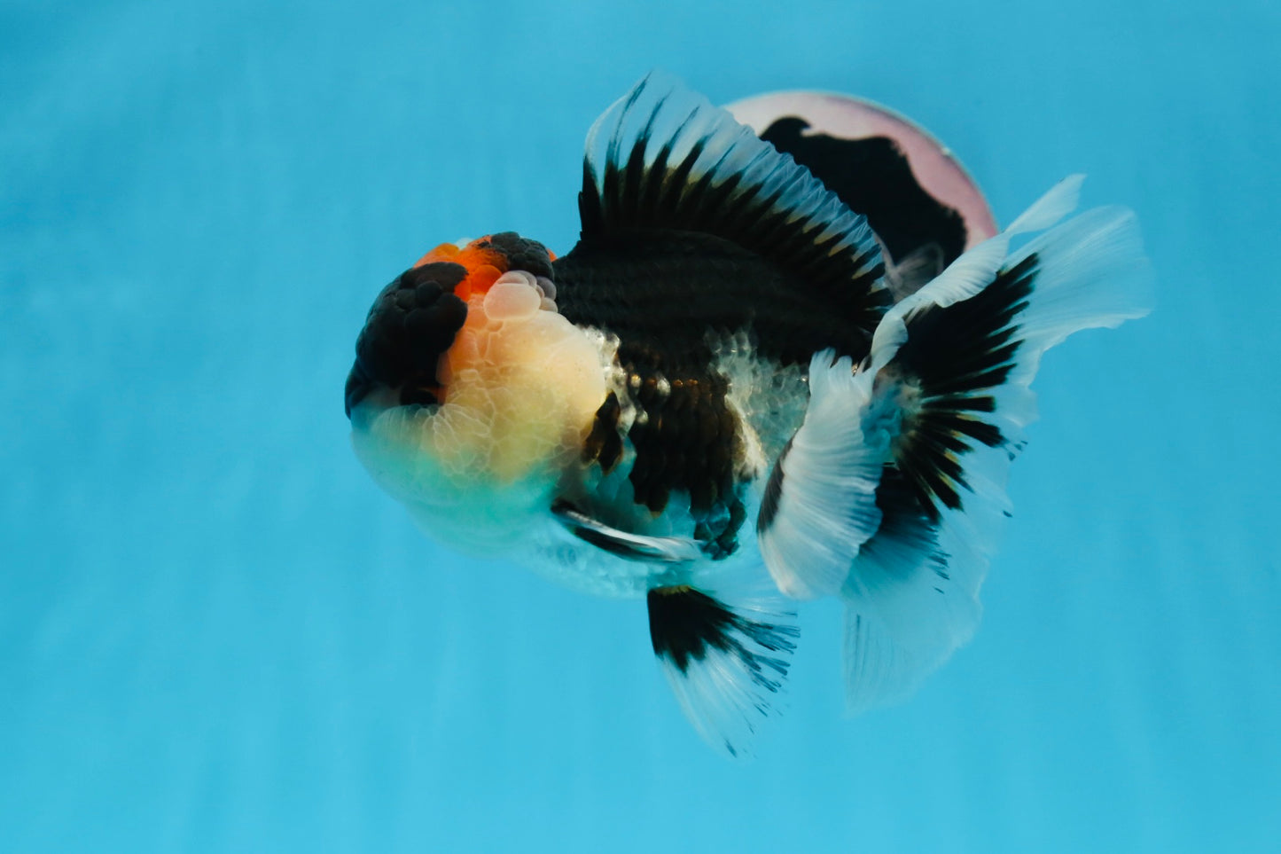 AAA Grade Tricolor Oranda Male 5 inches #0830OR_26