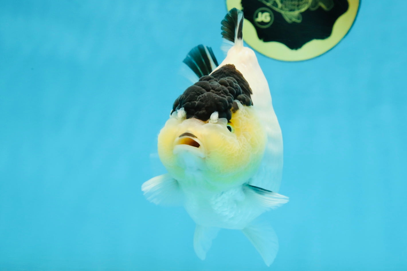 AAA Grade Panda Yuanbao Female 5.5-6 inches #101025YB_23