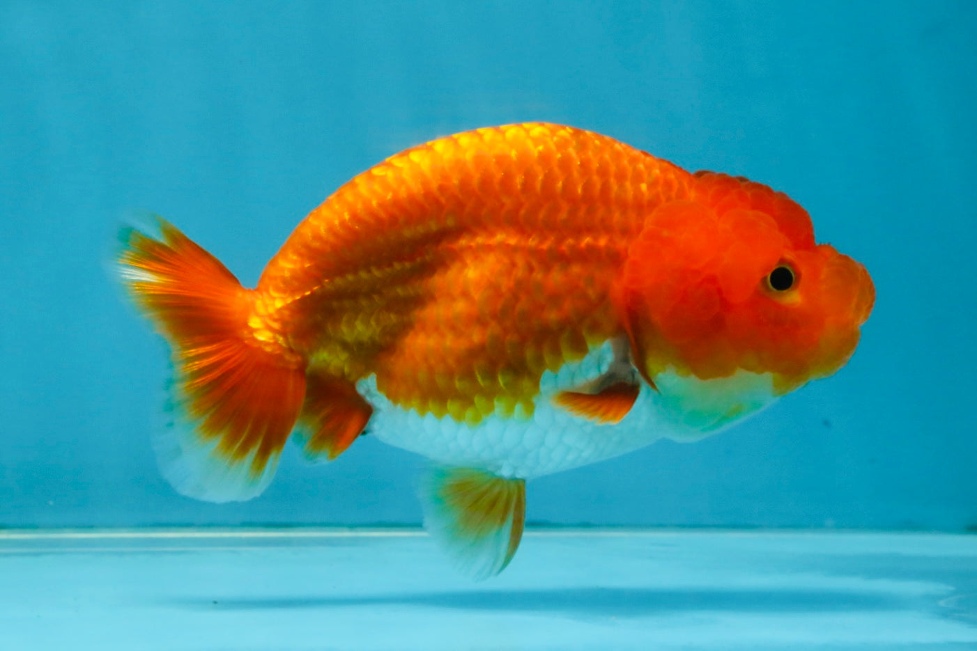 CHUBBY A Grade Red White LionQueen 4.5 inches #120525LC_14