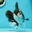 AAA Grade Panda Oranda Male 6.5 inches #110824OR_08