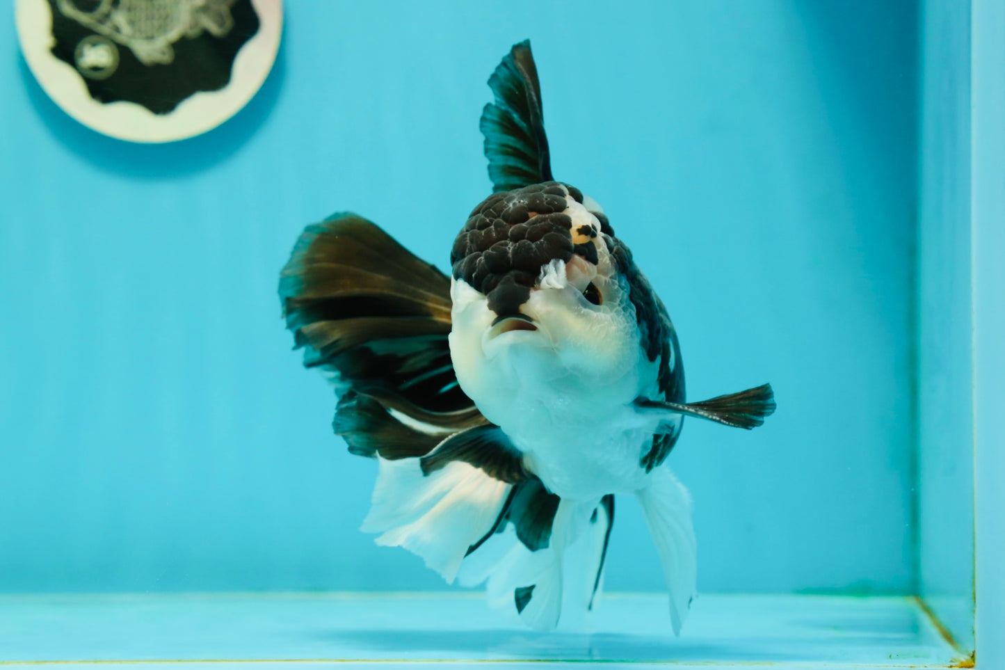 AAA Grade Panda Oranda Male 6.5 inches #110824OR_08