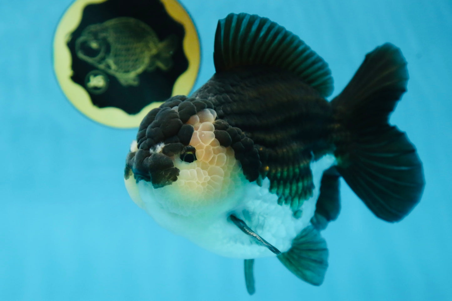 AAA Grade Panda Yuanbao Male 6 inches #091225YB_01