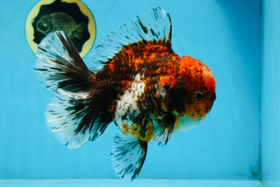 AAA Grade Calico Oranda Male 6 inches #101725OR_23