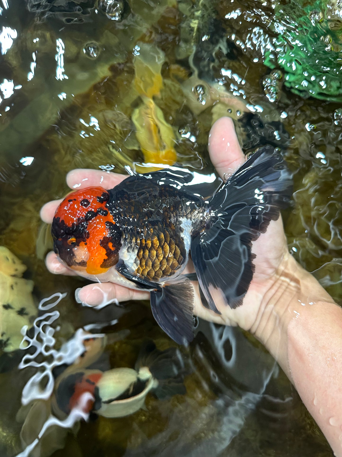 AAA Grade LAVA Tricolor Oranda Male 6 inches #090525OR_12