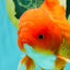 A Grade Red White Oranda Male 6 inches #101626OR_06