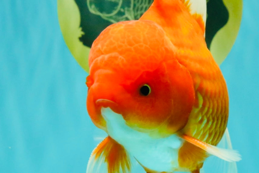 A Grade Red White Oranda Male 6 inches #101626OR_06