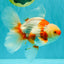 A Grade Kohaku Red White Oranda Male 6 inches #101626OR_11