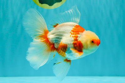 A Grade Kohaku Red White Oranda Male 6 inches #101626OR_11
