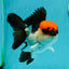 A Grade Villain Tricolor Oranda Male 5.5 inches #111524OR_30