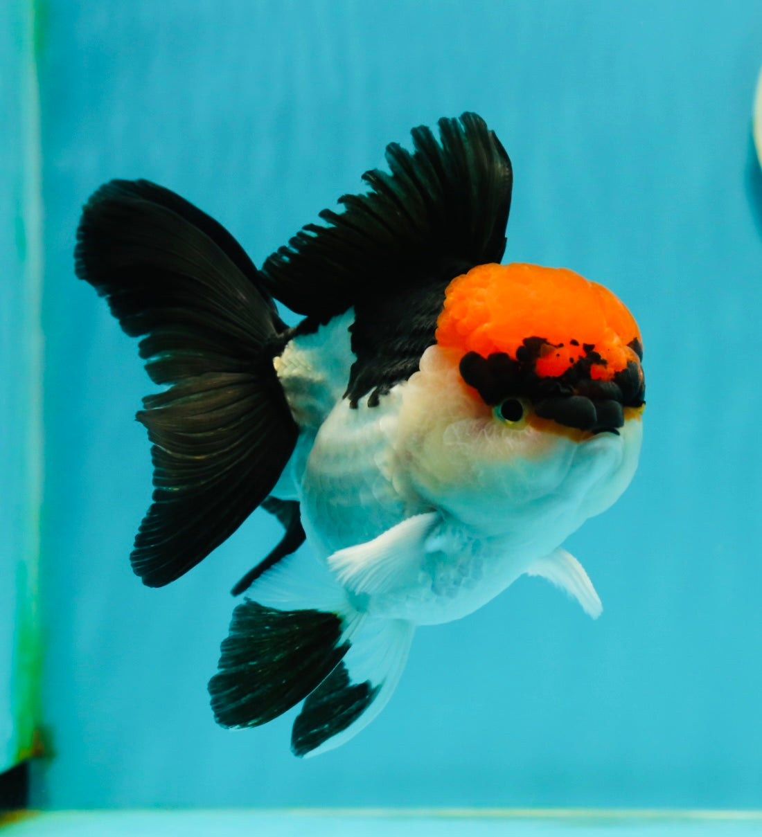 A Grade Villain Tricolor Oranda Male 5.5 inches #111524OR_30