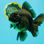 GODZILLA AAA Grade Black Oranda Male 6.5-7 inches #073126OR_01