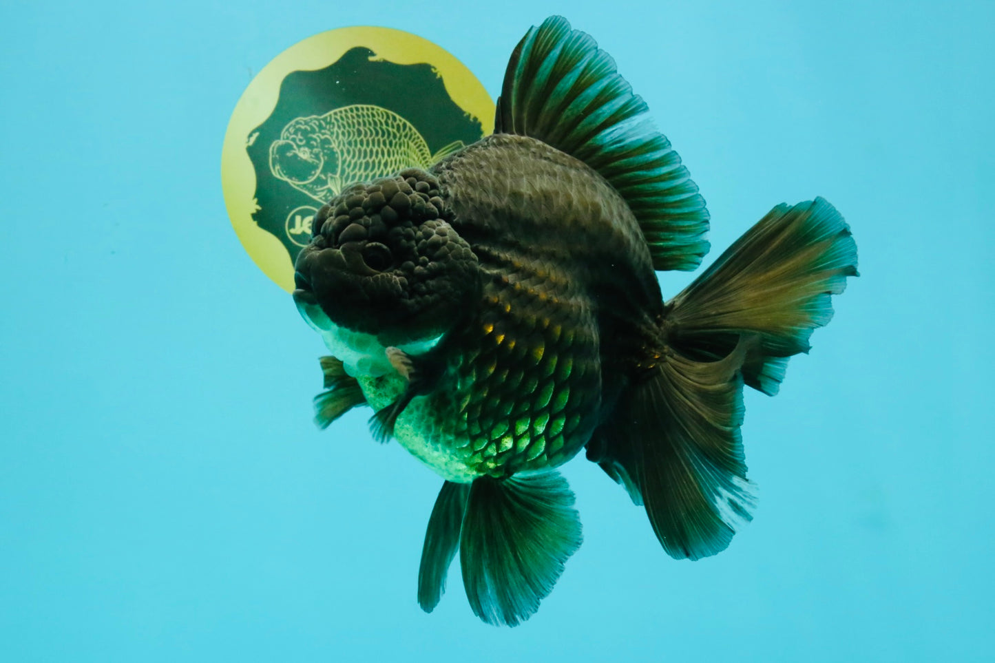 GODZILLA AAA Grade Black Oranda Male 6.5-7 inches #073126OR_01