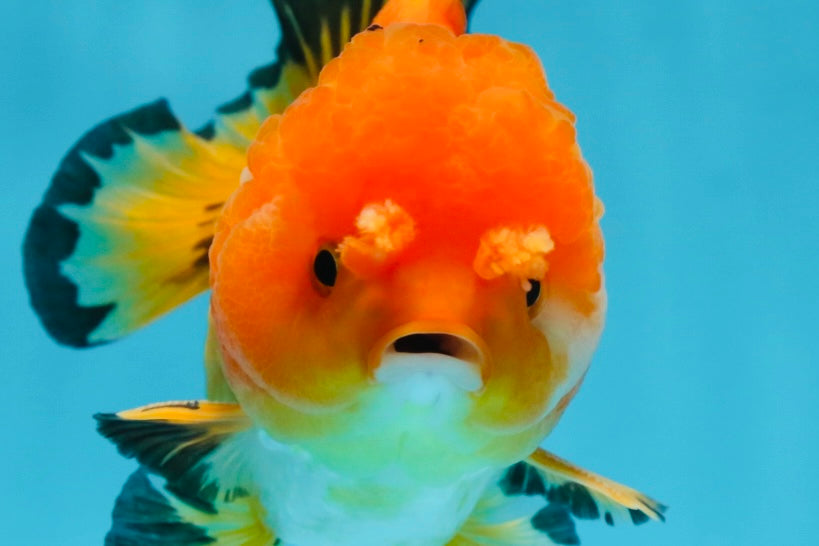 Pompom Tricolor Yuanbao Male 4.5 inches #060625YB_07