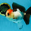 SUPER MARIO AAA Grade Tricolor Button Eyes Oranda Female 5.5 inches #042525OR_02