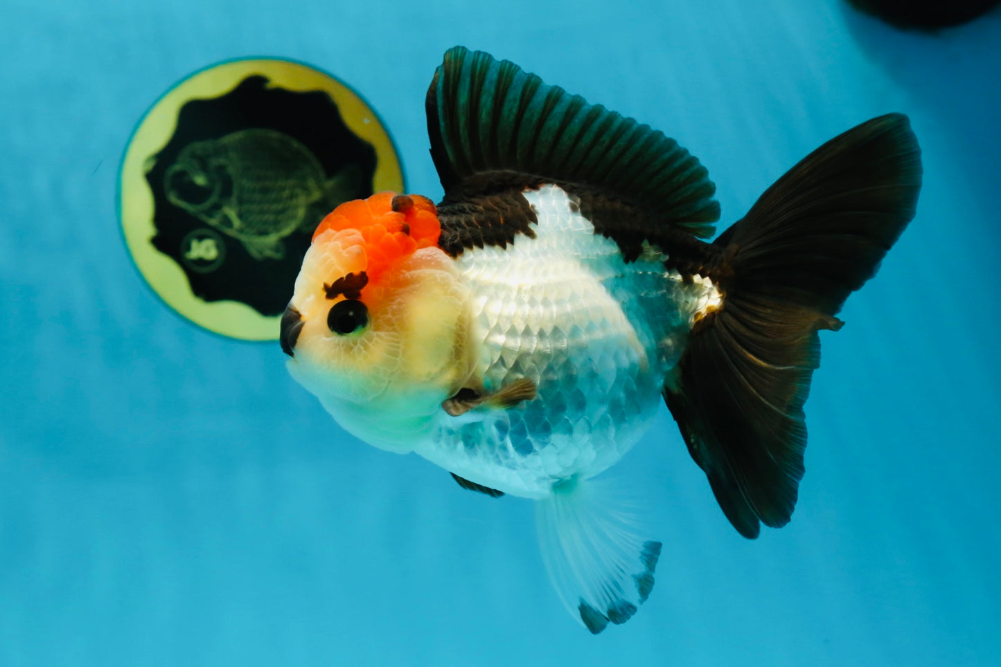 SUPER MARIO AAA Grade Tricolor Button Eyes Oranda Female 5.5 inches #042525OR_02