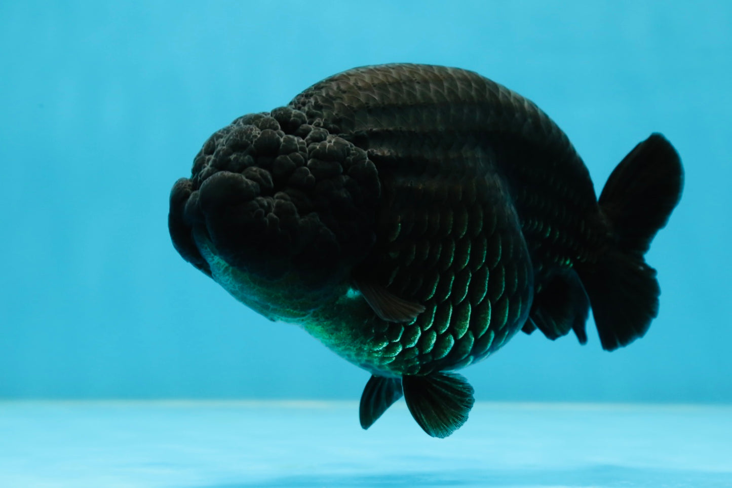 AAA Grade RARE Strong Body Structure Godzilla Black LionQueen 5 inches #051625LC_07