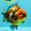 AAA Grade Super Godzilla Calico Yuanbao Female 6.5 inches #061926YB_06