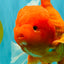 AAA Grade Super Jumbo Red White  Oranda Male 8-8.5 inches #062626OR_04