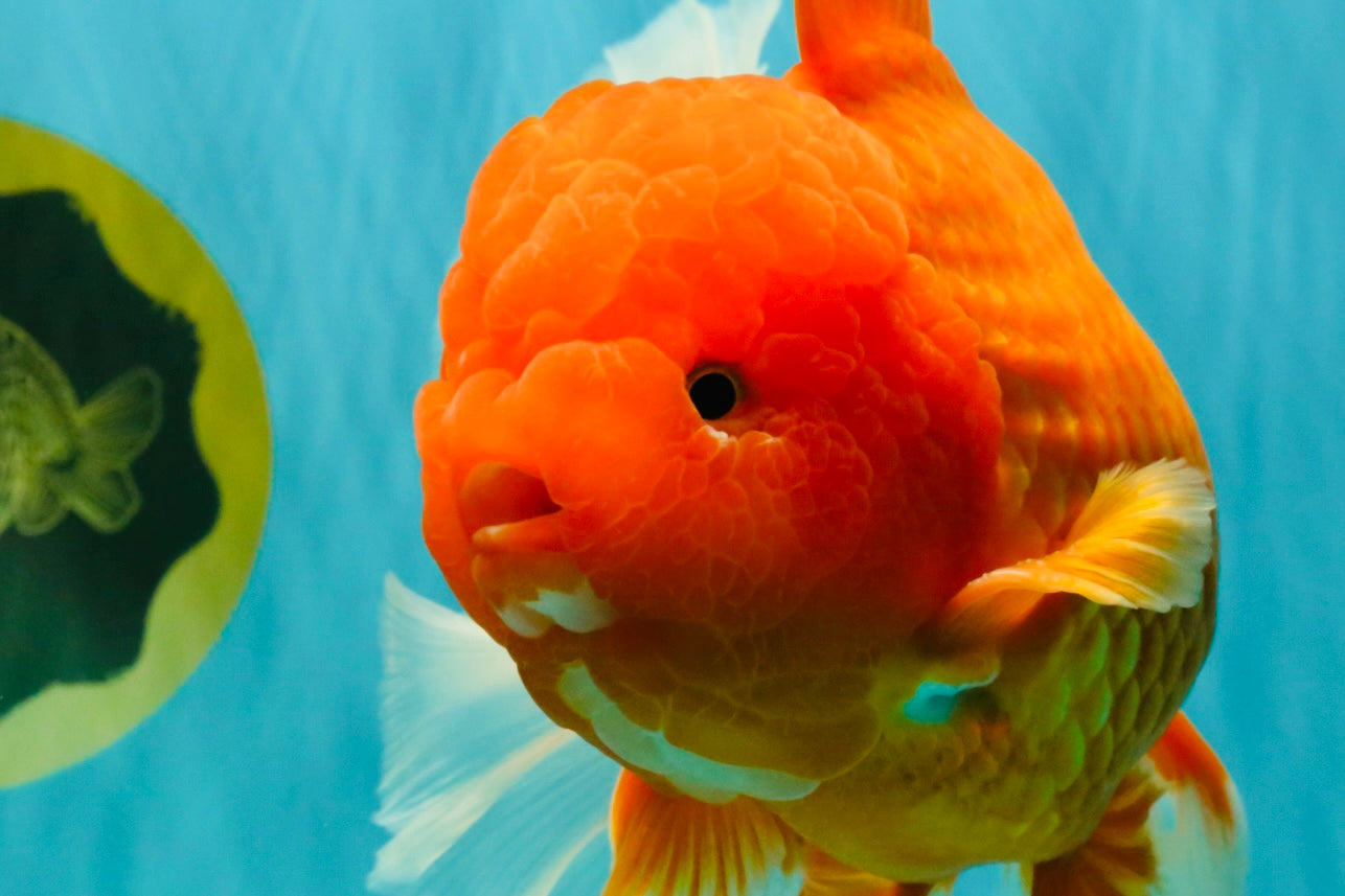 AAA Grade Super Jumbo Red White  Oranda Male 8-8.5 inches #062626OR_04