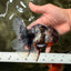 A Grade Real Calico Oranda Male 5.5 inches #062626OR_32