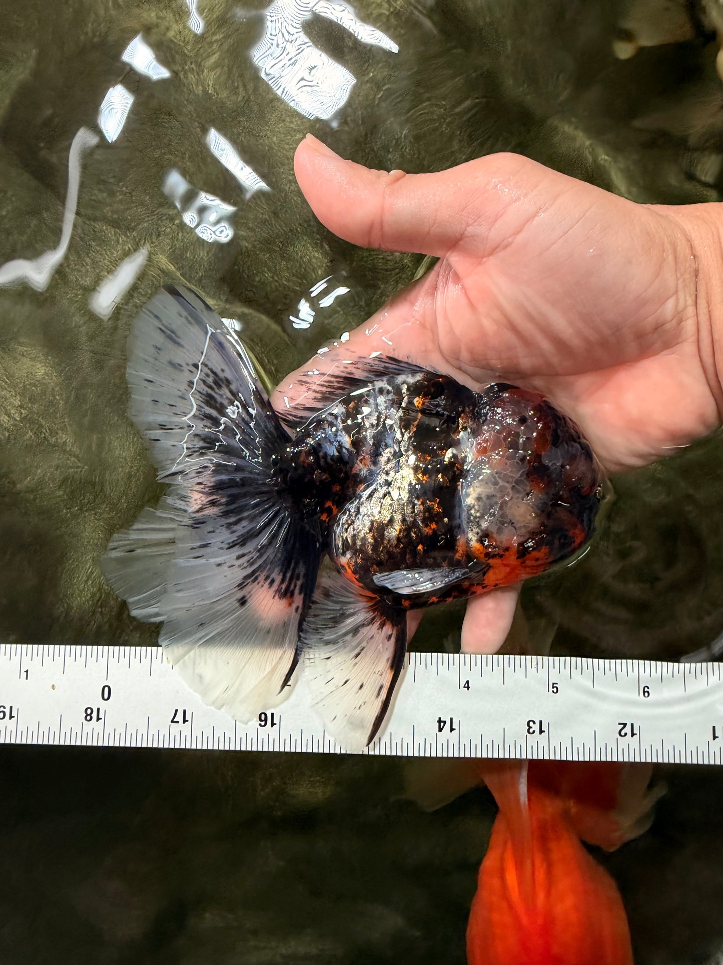A Grade Real Calico Oranda Male 5.5 inches #062626OR_32