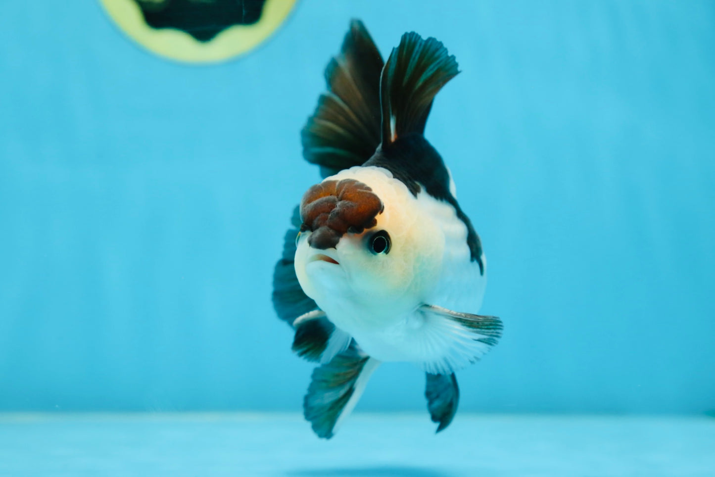 Panda Oranda Male 5 inches #081525OR_27