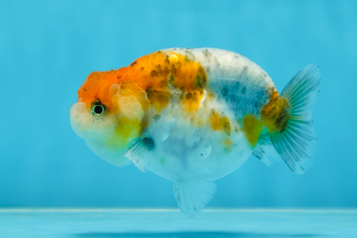 A Grade Calico LionQueen 4 inches #060625LC_05