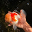 FLUFFY A Grade Red White Oranda Male 6-6.5 inches #071026OR_28
