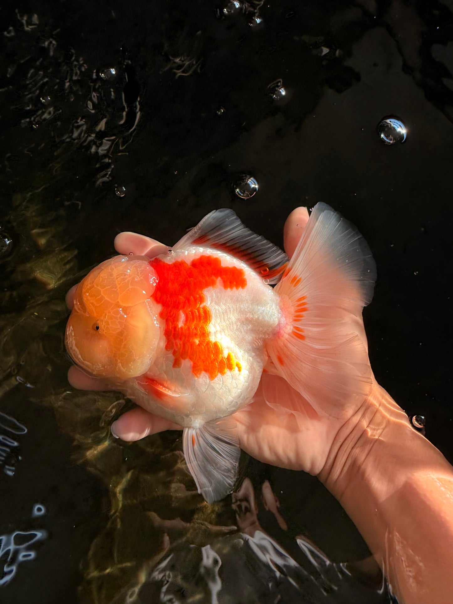 FLUFFY A Grade Red White Oranda Male 6-6.5 inches #071026OR_28