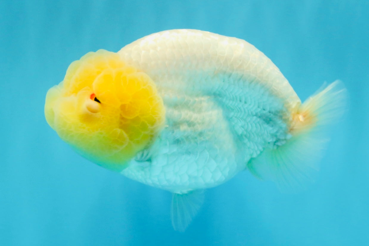 ADORABLE A Grade White LionQueen 4.5-5 inches #022026LC_13