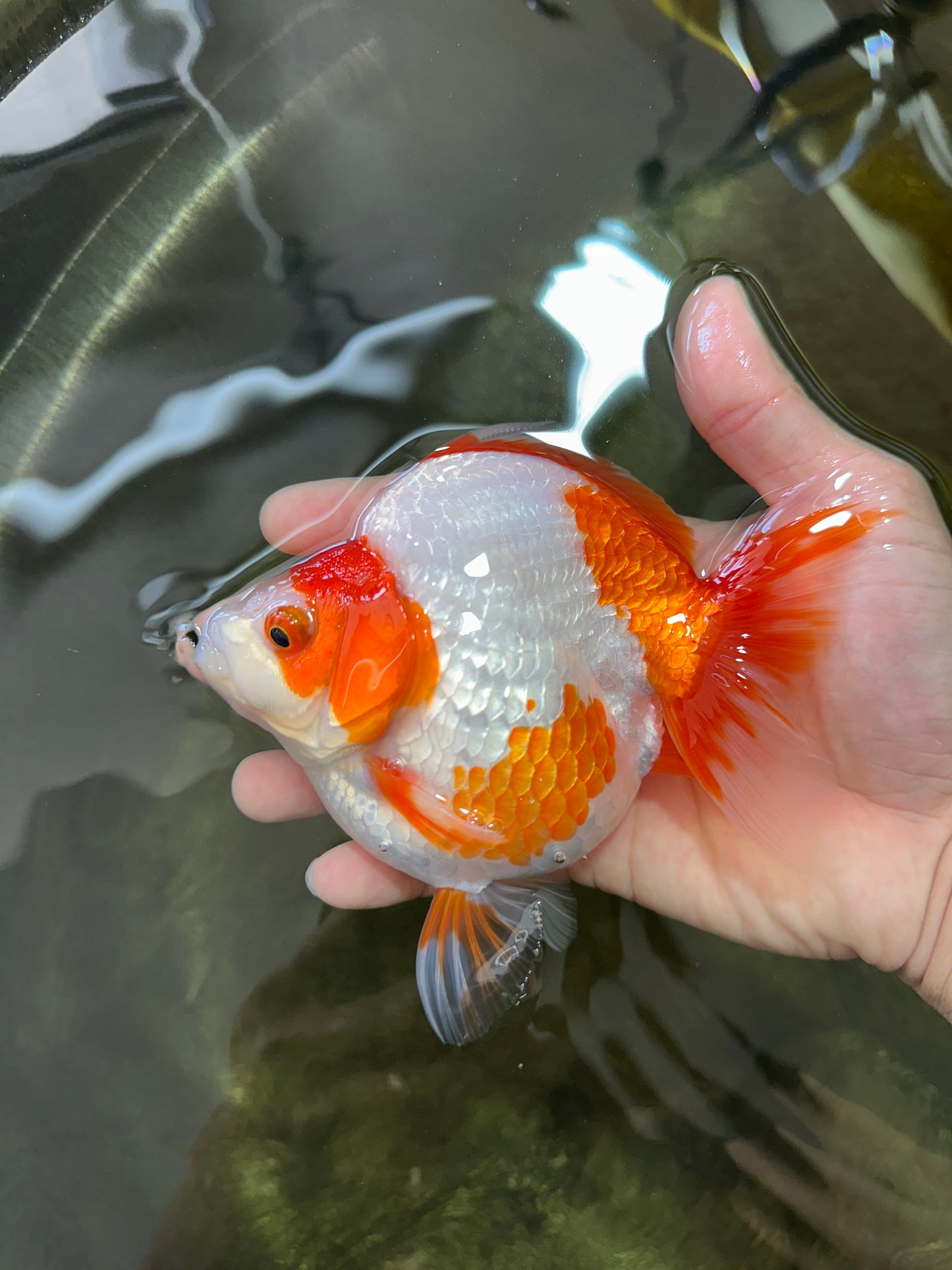 AAA Grade Red White Ryukin Female 5 inches #052325RK_23