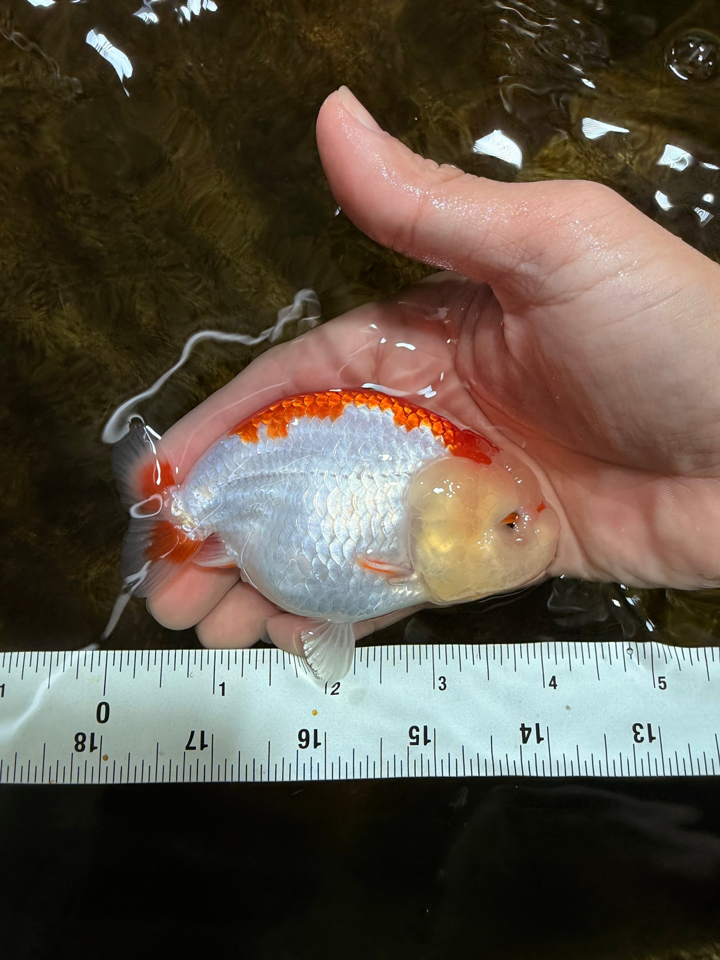 AAA Grade Red White LionQueen 4 inches #103125LC_24