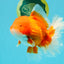 ANGER AAA Grade Red White Oranda Male 6 inches #032026OR_09