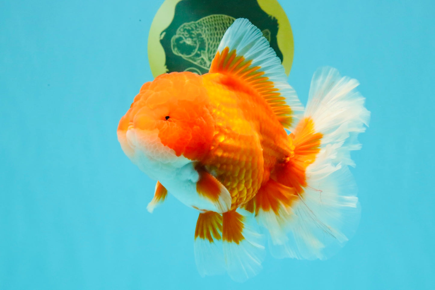 ANGER AAA Grade Red White Oranda Male 6 inches #032026OR_09