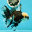 AAA Grade Special Panda Giant Generation Oranda Male 5.5 inches #0308OR_06