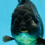 TOOTHLESS A Grade Black Yuanbao Male 4.5 inches #101725YB_32