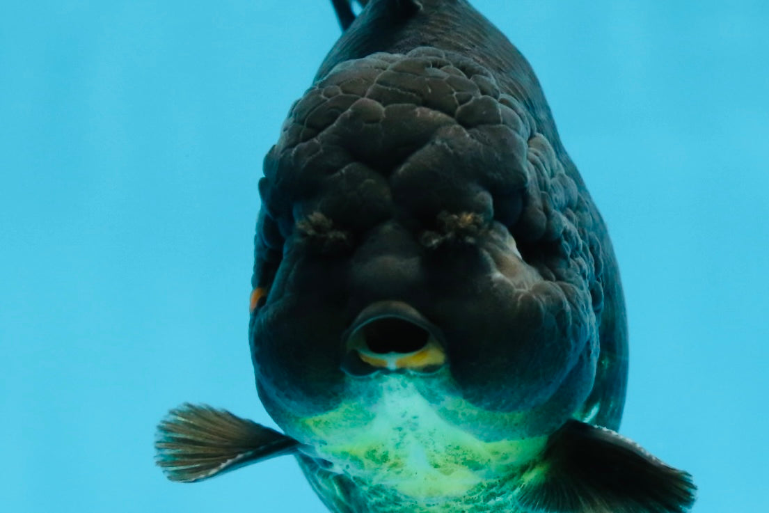 TOOTHLESS A Grade Black Yuanbao Male 4.5 inches #101725YB_32