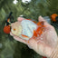 A Grade Orange White Oranda Male 5 inches #060625OR_16