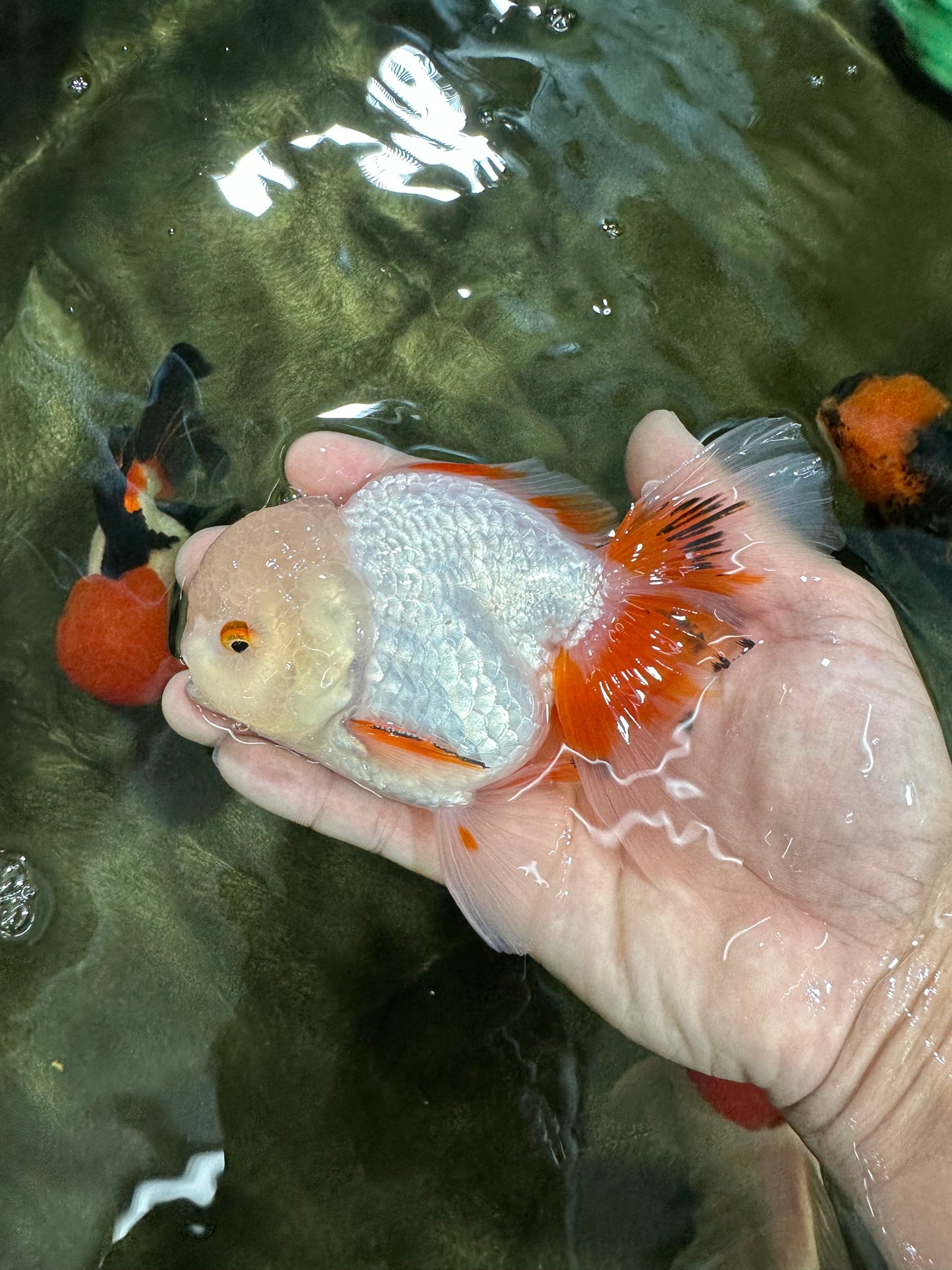 A Grade Orange White Oranda Male 5 inches #060625OR_16