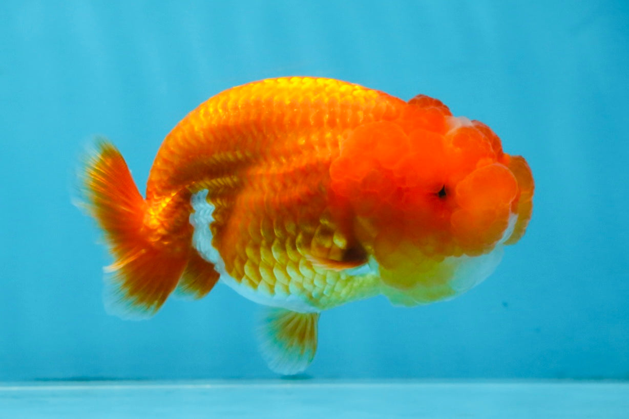 AAA Grade Red White LionQueen 4 inches #103125LC_25