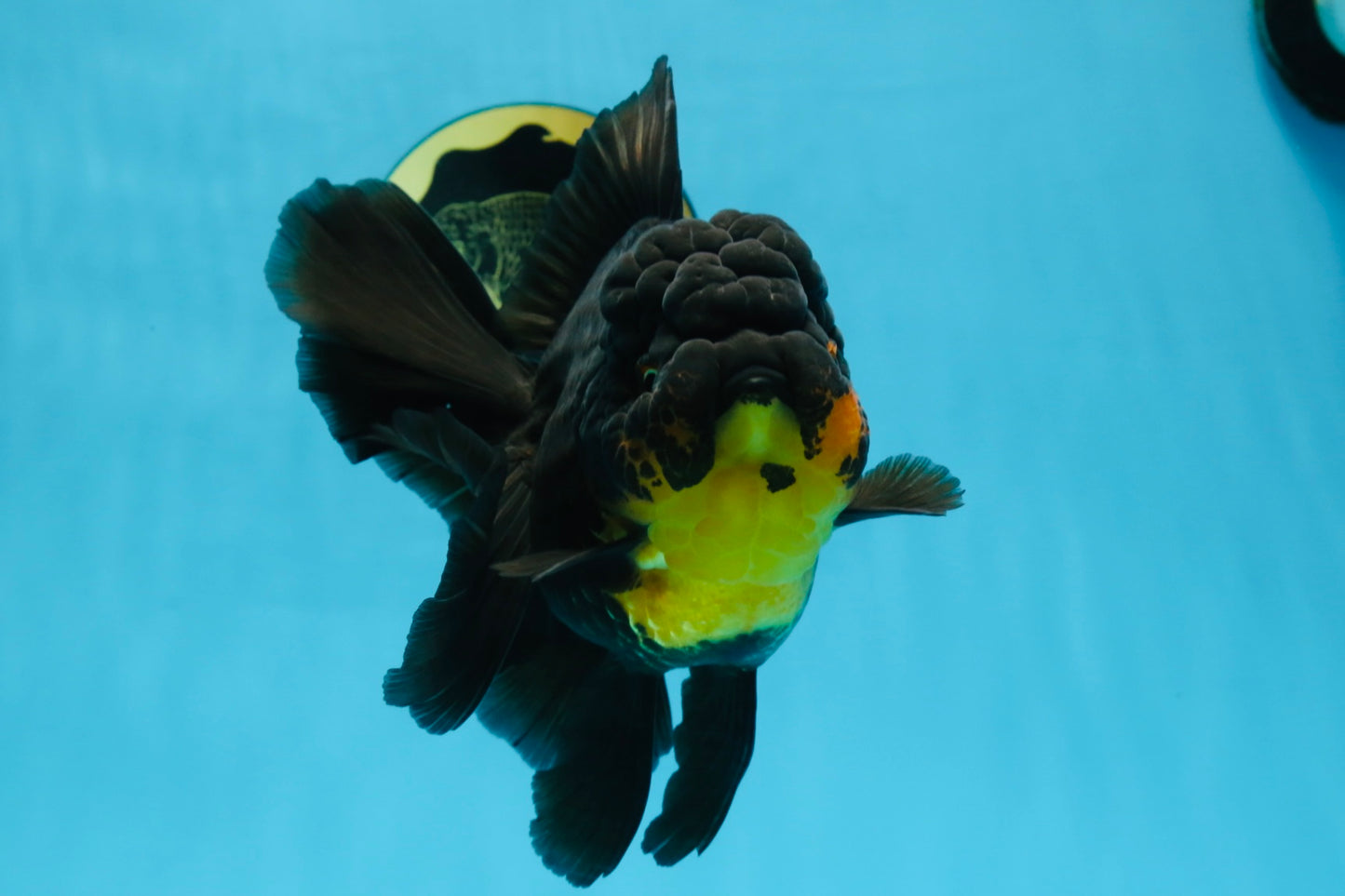 A Grade SPECIAL Apache Oranda Female 6-6.5 inches #091225OR_09